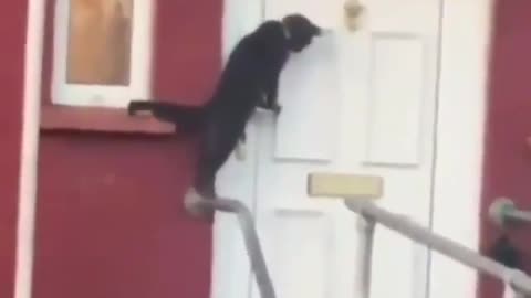 Cat Uses Door Knocker