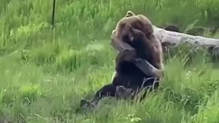 Bear Loves Playing with Log