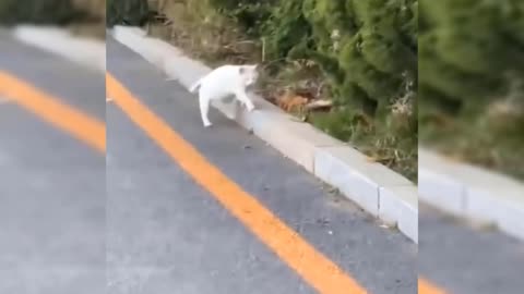 This cat has a different way of walking, cute cat
