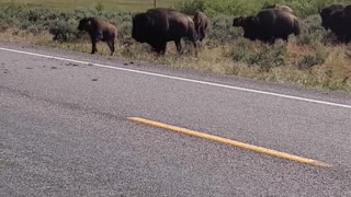 Bison Crossing Road in Grand Teton National Park