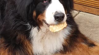 Huge dog eating a pancake