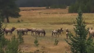 Elk herd Estes Park