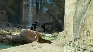 Jaguars in the Sun