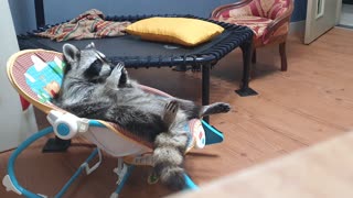 Raccoon lies in the baby reclined cradle, wiping his hands and feet with saliva.