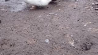 Ducks getting something to drink