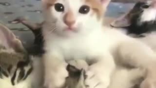 funny moment with the cat