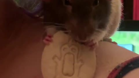 pet rat having a snack
