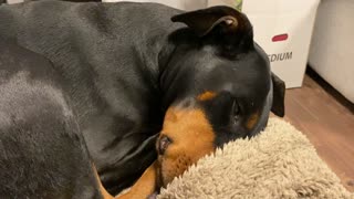 Sleeping Doberman Barks and Blows out Cheeks