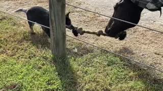 Puppy Plays Tug of War With Horse
