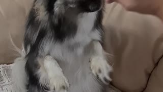 Worlds cutest puppy sits like a human for a tasty biscuit