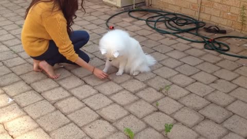 dog training for beginners