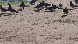 Pigeon get crazy for food