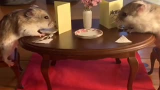 Mice Enjoy a Romantic Dinner under The Table