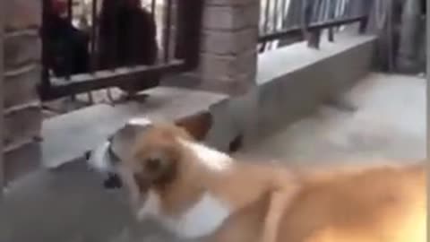 Chicken VS dog funny video Lol