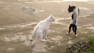 Crazy cat fight