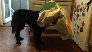 Greedy dog gets stuck inside food bag, pretends to be invisible