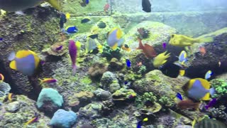 Colorful fish in dubai