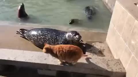 Cat don't like what the seal have to say.