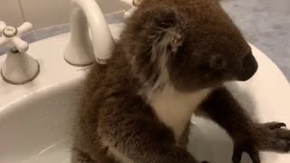 Koala Sits in the Sink
