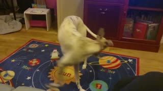 Trying to catch his tail, whippet puppy William