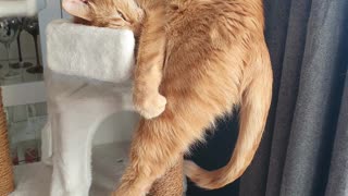 Very Vertical Cat Nap