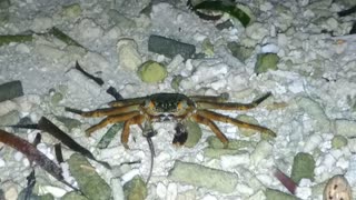Crab having dinner in a Maldivian island