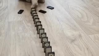 cat plays with domineering kkkkkkk