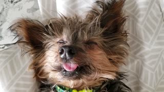 Yorkie sleeps on his back with tongue sticking out