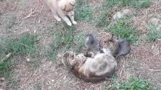 Funny video with cat and dog🐶🐱