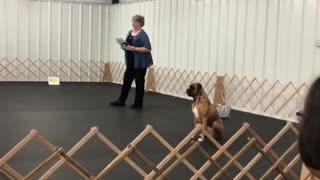 Doggy get Excited During Training
