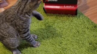 Cat Can't Keep Cool Around New Fan