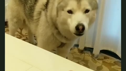 Dog really wants a taste
