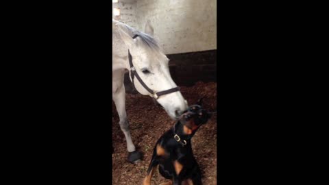 Affectionate Horse Shows Unconditional Love For His Doberman Buddy