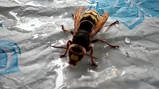 A huge wasp drinks water