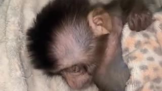 video of cute little monkey taking a bath.