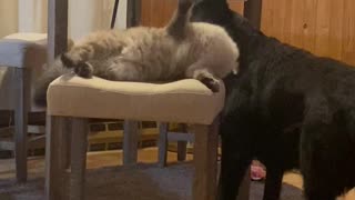 Cat Slips While Trying to Swat
