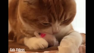 A cat Playing with its Own Game
