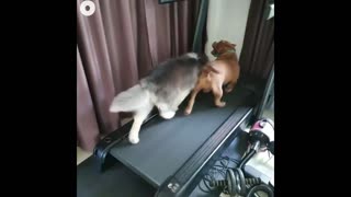 My dogs on treadmill