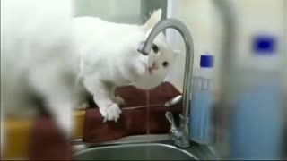 Cat drinking water..