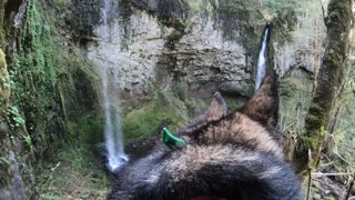 GoPro-wearing dog plays fetch in scenic paradise