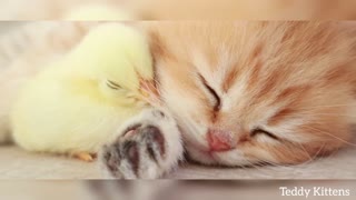 Kitten sleeps sweetly with the chicken 🐥😘
