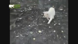 Cutest Cats Attack snakes