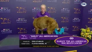 Watch 5 of the best WKC Dog Show minutes to celebrate Public Puppy Day | FOX SPORTS