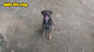 funny naughty dog | daily life vlog