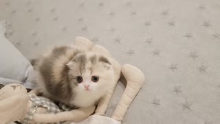 cute kitty cat videos