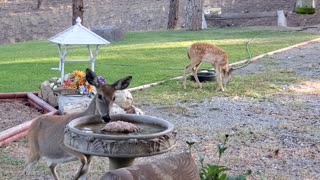 Deer Make for Pleasant Morning Visitors