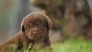 Cute Little Dog very Beautiful Video