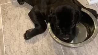 Cane corso puppy being lazy