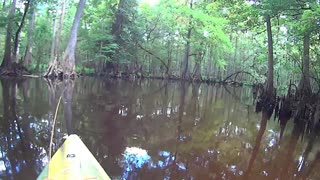 Fly Fishing Arbuckle Creek in Polk County, Florida