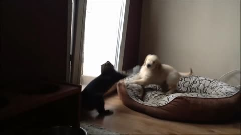 Golden Retriever puppy desperate to play with cat